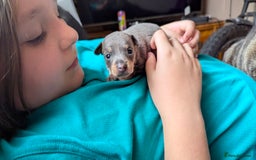 Russian Toy Terrier dogs for sale: Russian toy terrier cross Prague ratter - Image 11