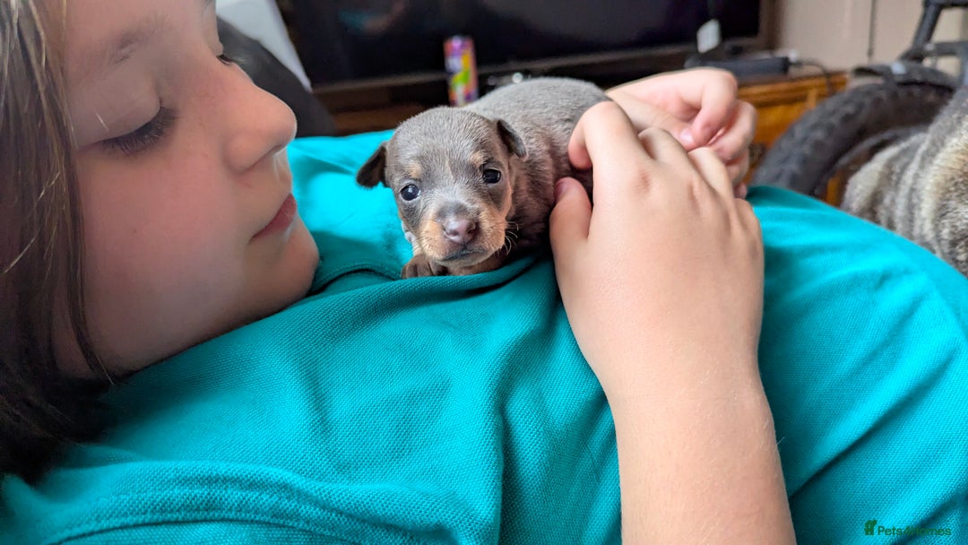 Russian Toy Terrier dogs for sale: Russian toy terrier cross Prague ratter - Image 11