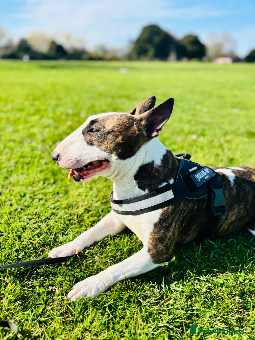 Miniature Bull terrier dogs for sale: Litter of 5 Miniature English bull terriers in Dagenham - Advert 2