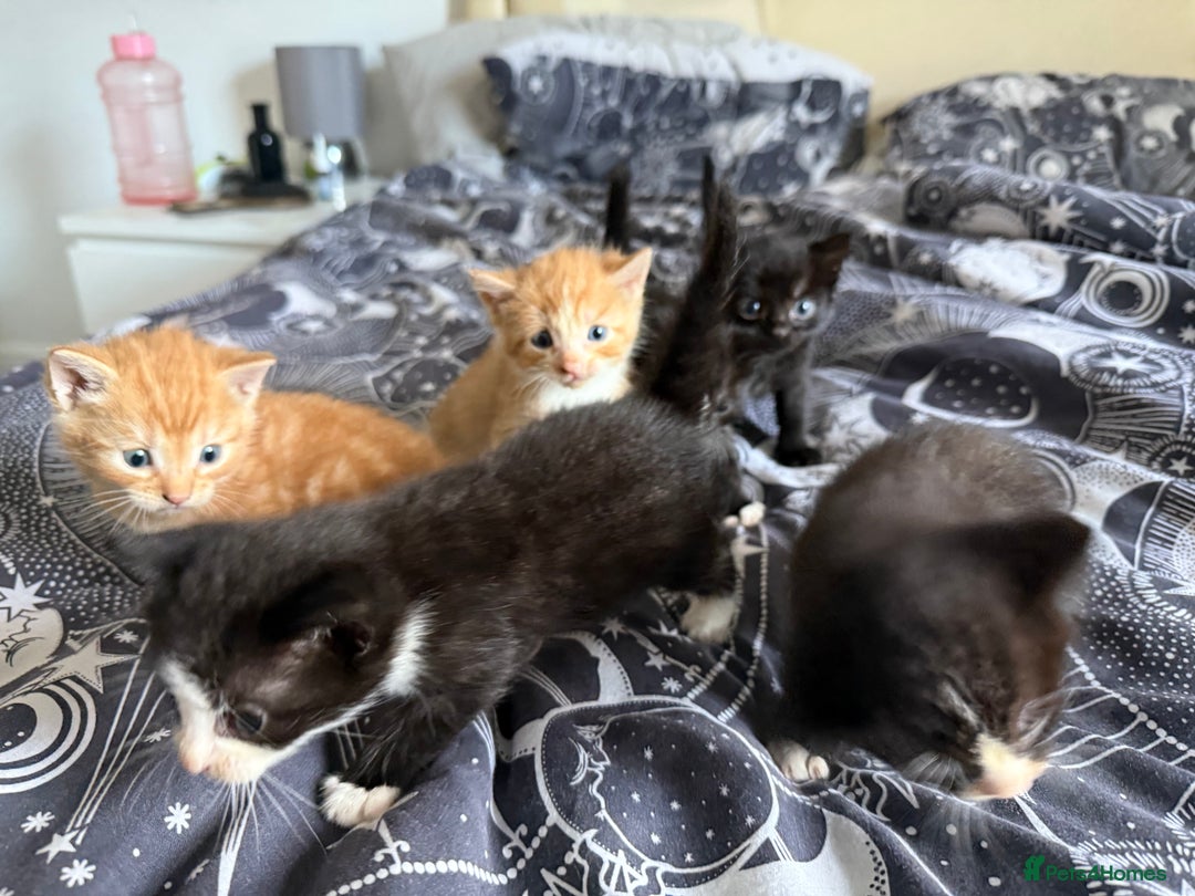 Domestic Shorthair cats for sale: 6 beautiful babies 5 boys and 1 girl - Image 2
