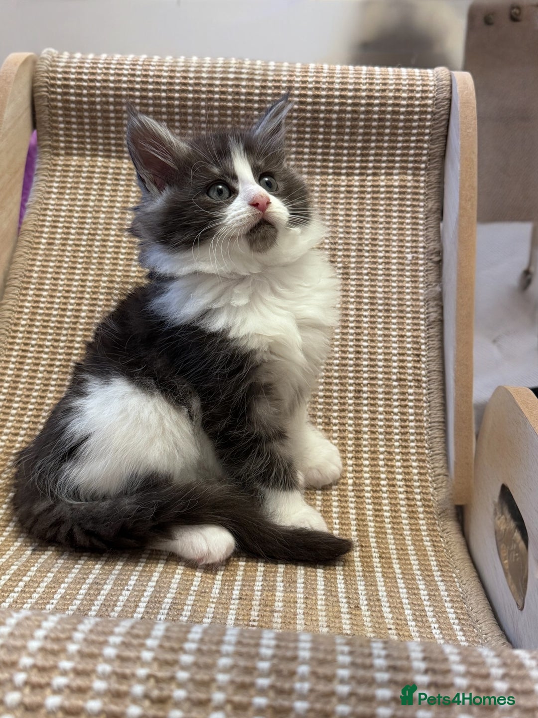 Maine Coon cats for sale: 🌟🌟Beautiful  Maine Coon kittens 🌟🌟🌟 - Advert 12