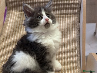 Maine Coon cats 🌟🌟Beautiful Maine Coon kittens 🌟🌟🌟 - Advert 12