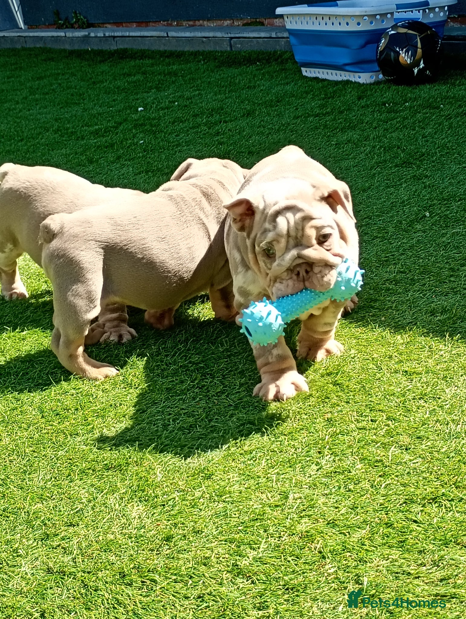 English Bulldog dogs 8 Stunning bulldog puppies, 4 males,4 females - Advert 2