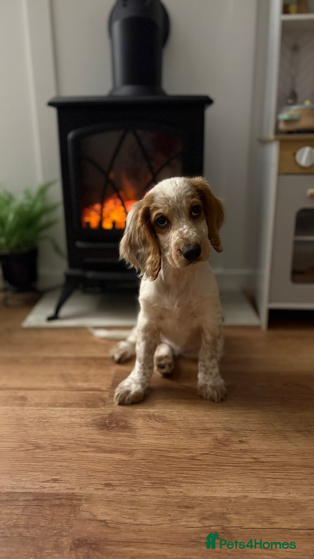 Cocker Spaniel dogs for sale: Winny - Advert 1