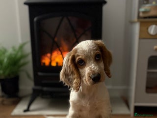 Cocker Spaniel dogs Winny - Advert 1