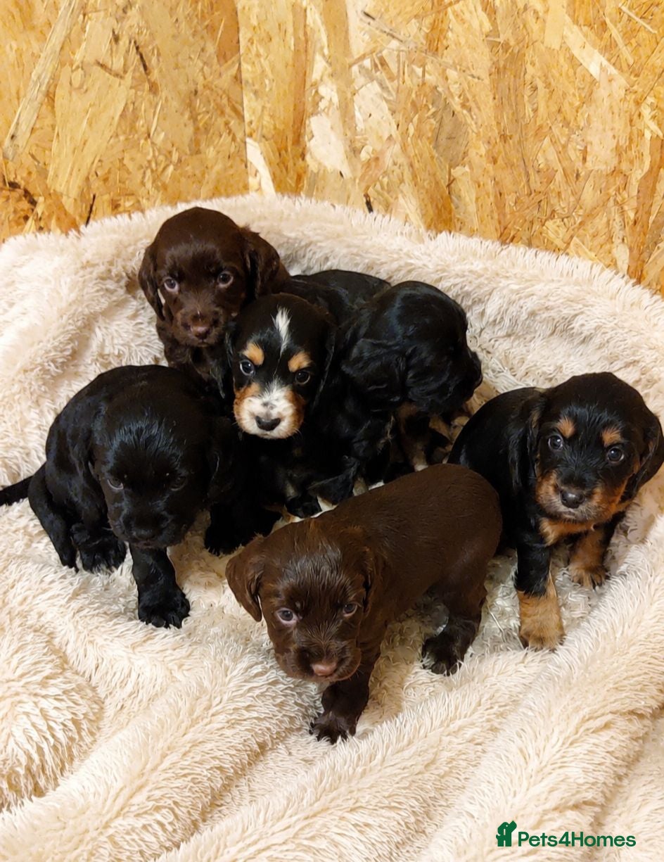 Cocker Spaniel dogs KC reg Working Cocker Spaniel Puppies - Advert 1