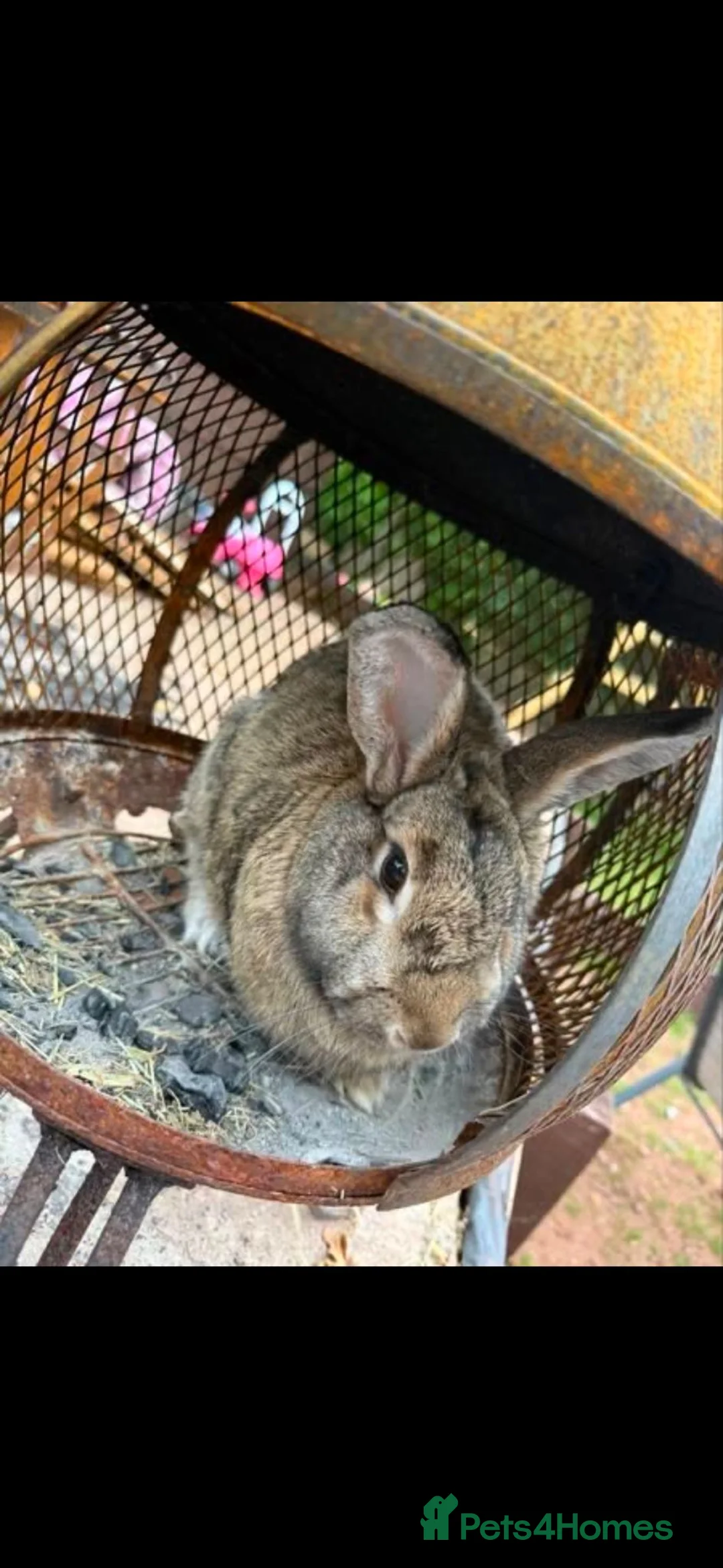 Mixed Breed rabbits for sale: Mr Wilson - Advert 2