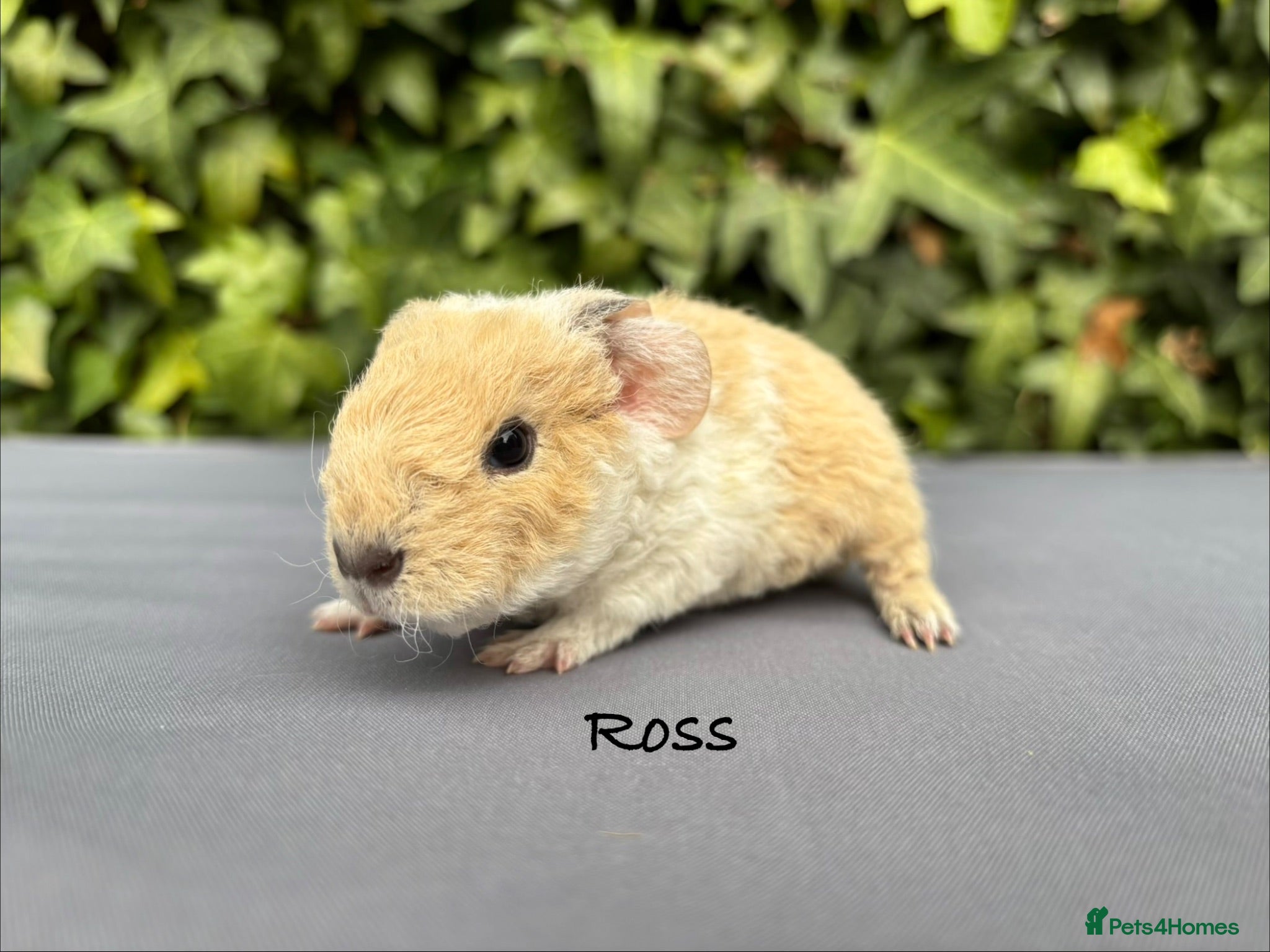 Guinea Pig rodents Gorgeous baby guinea pigs - Advert 17