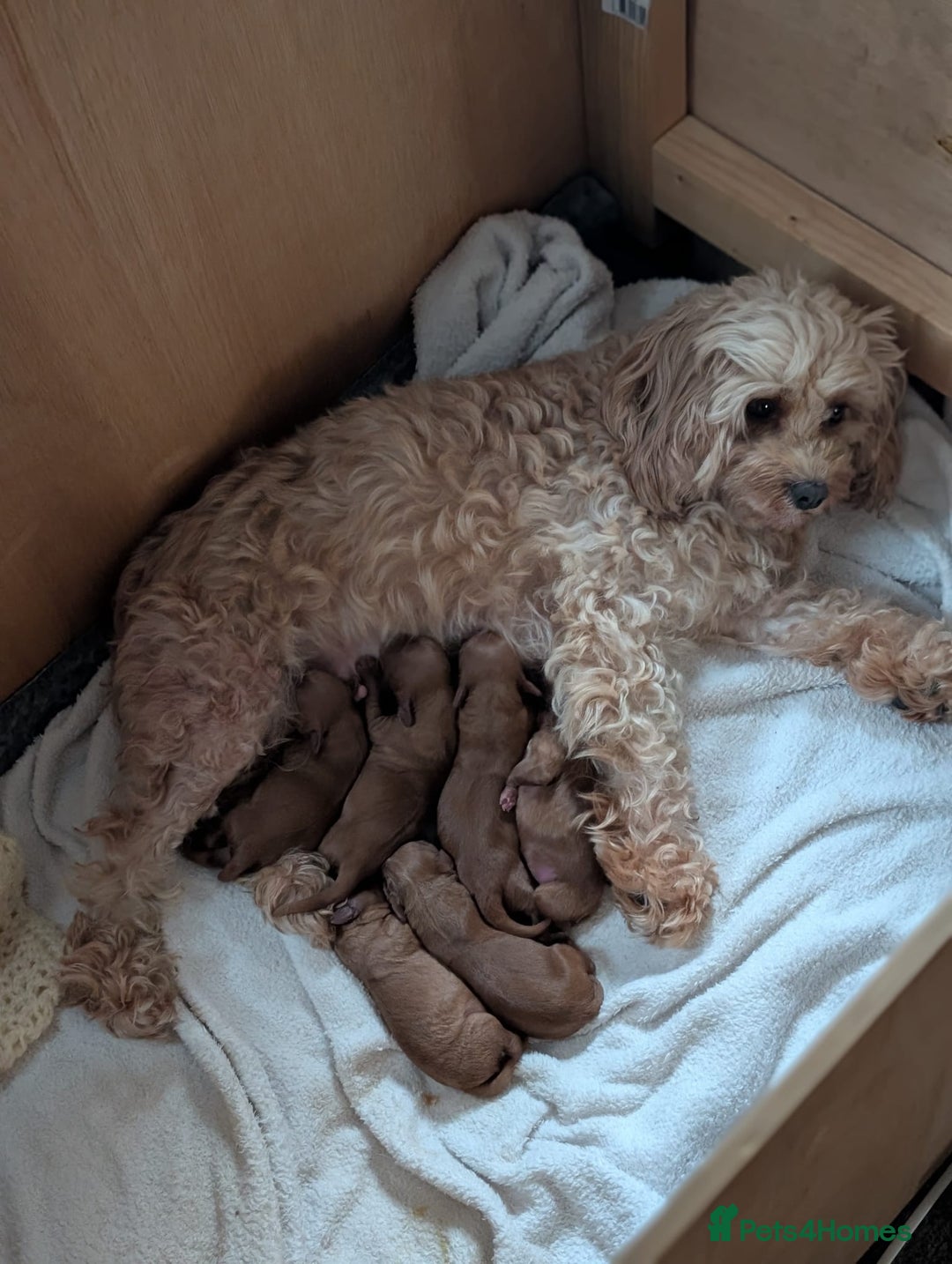 Cavapoo dogs for stud: PROVEN F1 Red Cavapoo stud-DNA Fully health tested - Image 8