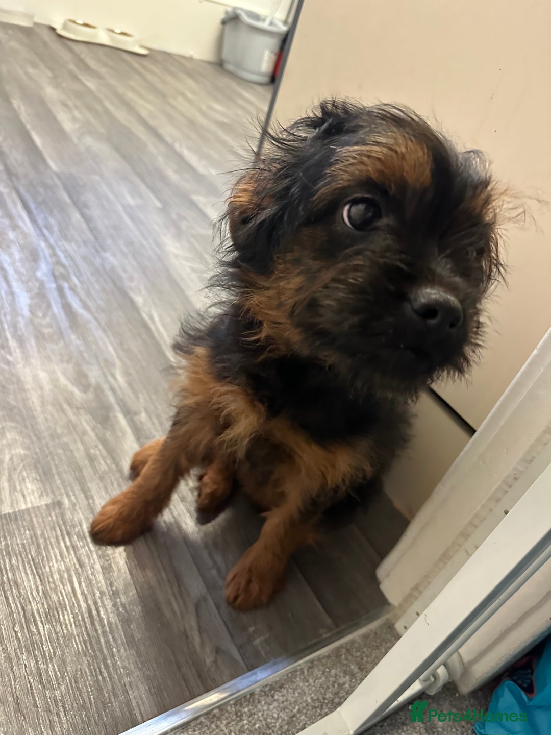 Mixed Breed dogs for sale: French bulldog/poodle  - Advert 4