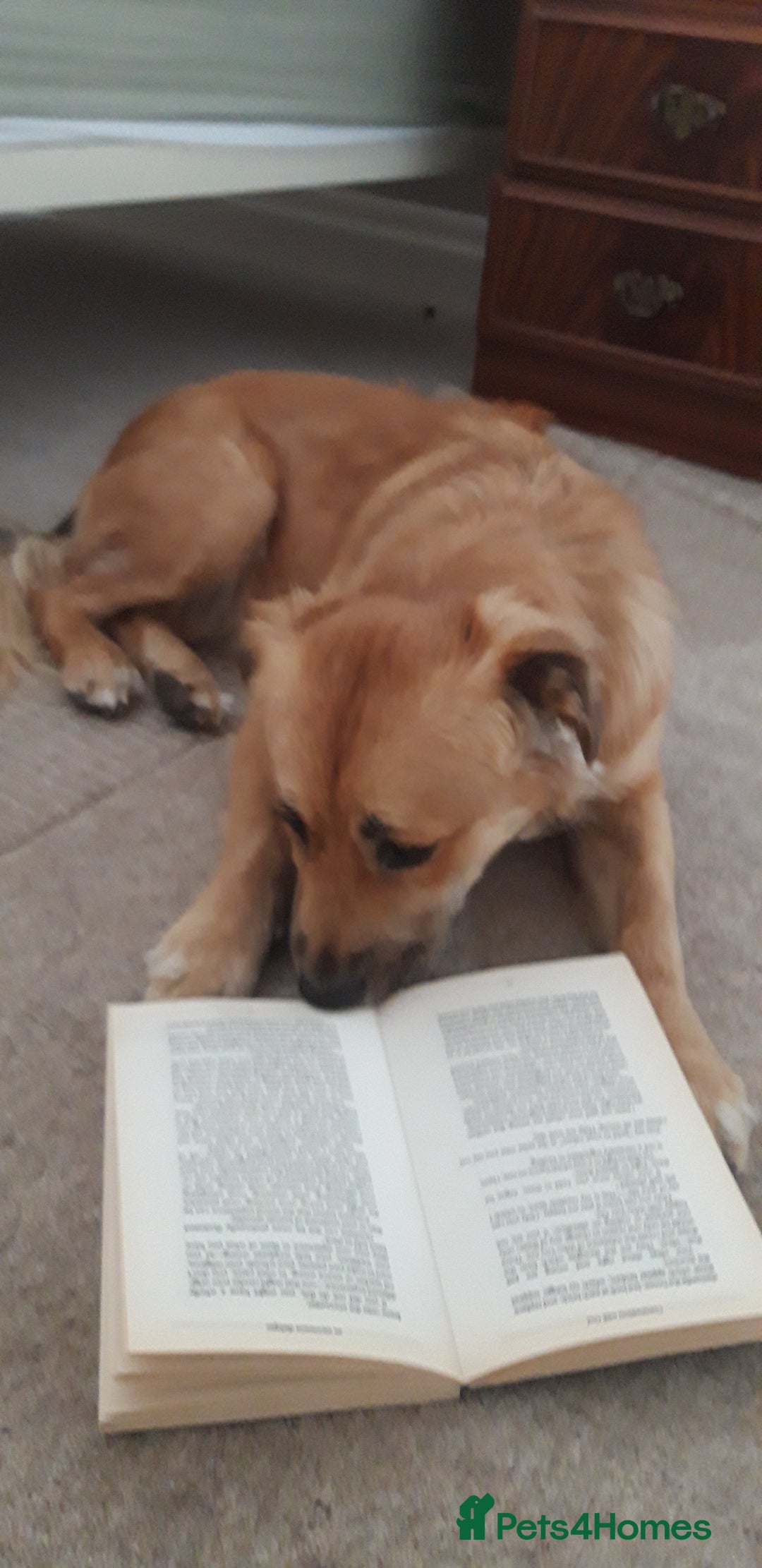 Mixed Breed dogs for sale: Playful and Curious - Advert 11