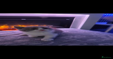 British Shorthair cats - Advert 14