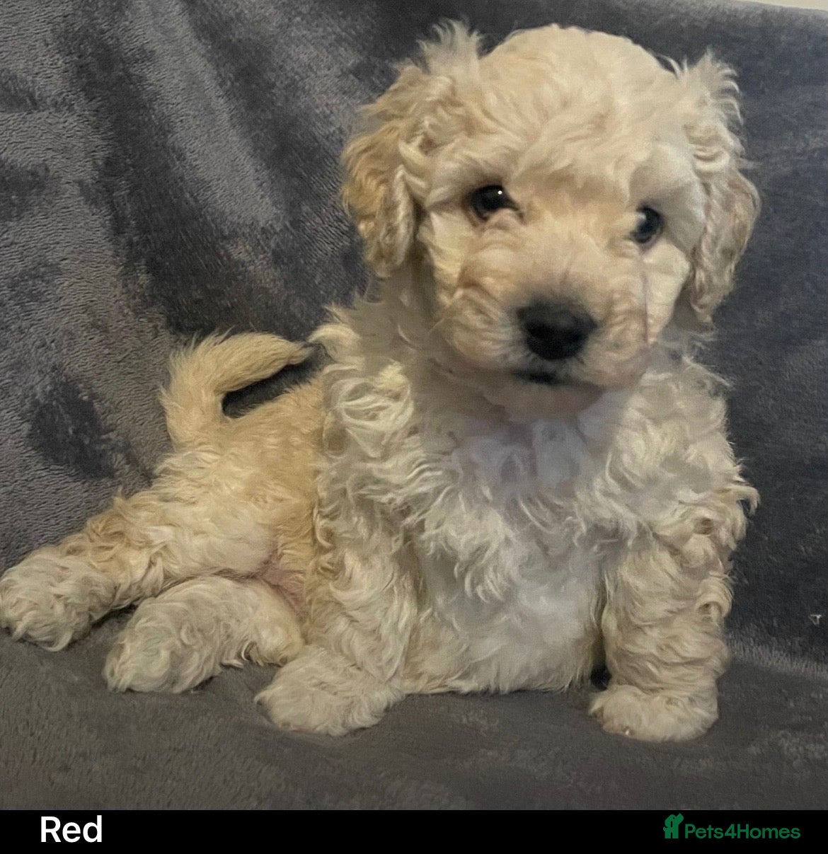 Poochon dogs for sale: Perfect poochon Perfection  - Advert 1