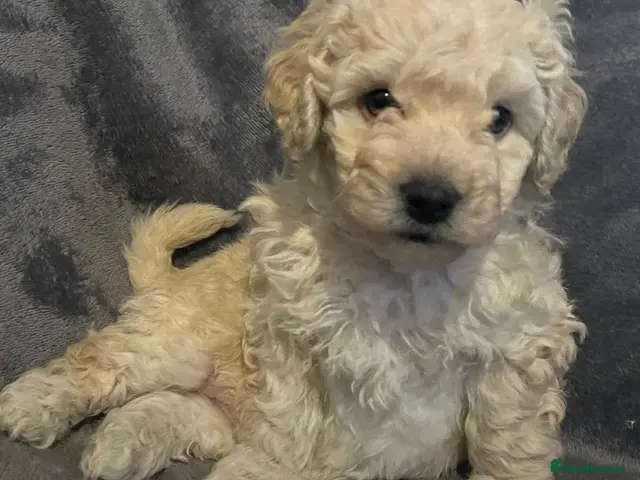 Poochon dogs for sale: Perfect poochon Perfection - Advert 1