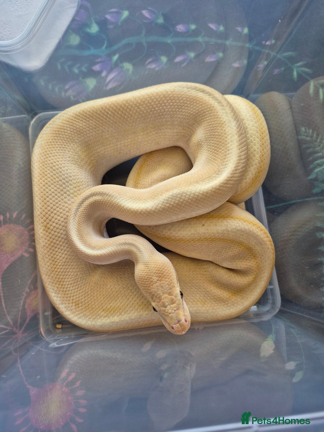 Python Snake reptiles for sale: Male Royal Pythons - Advert 1