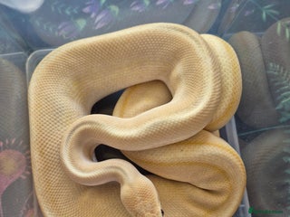 Python Snake reptiles Male Royal Pythons - Advert 1