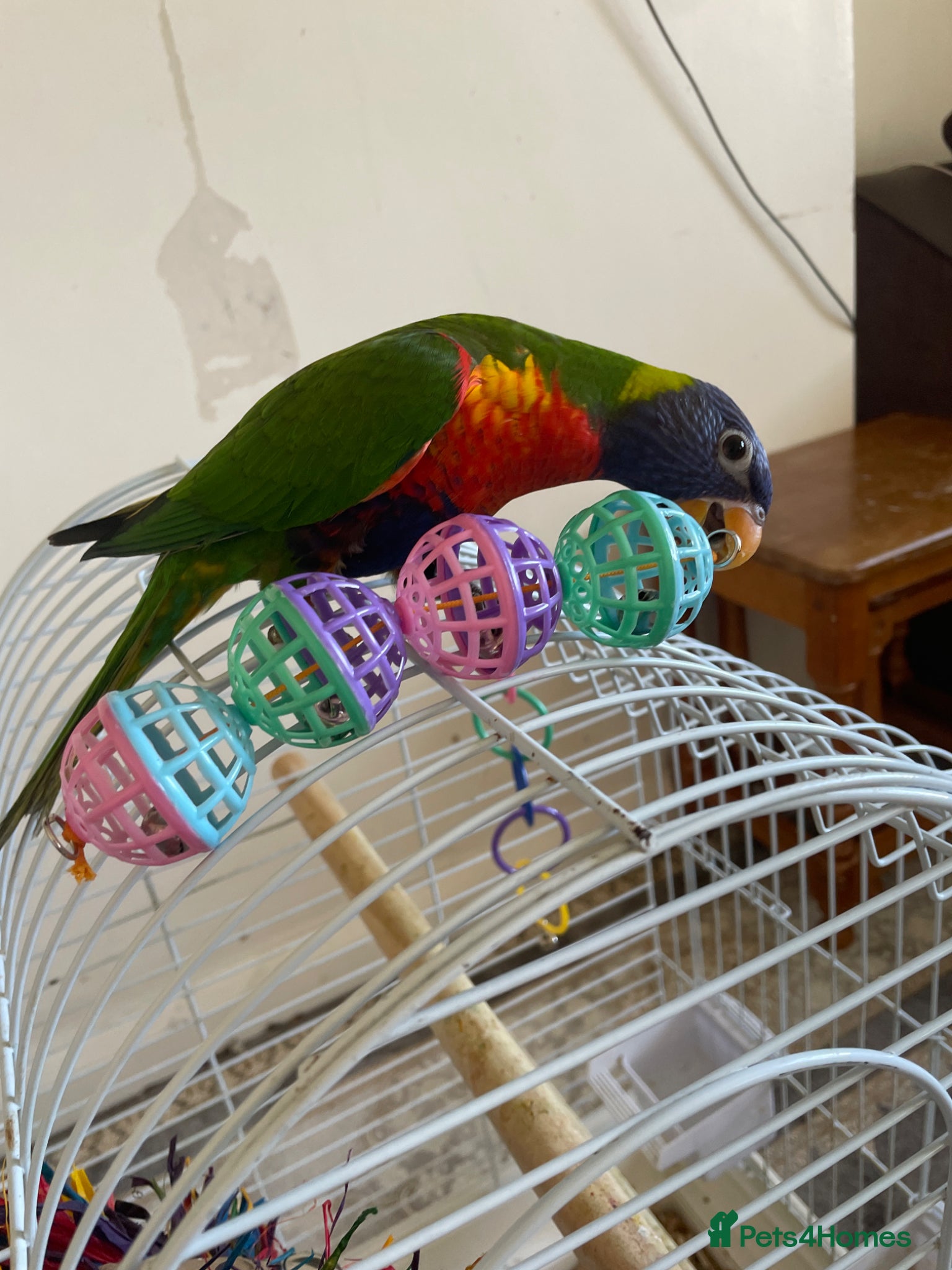 Lorikeets birds Lorikeet male full tame with cage - Advert 1