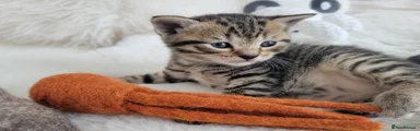 British Shorthair 3