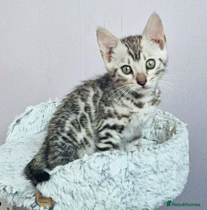 Bengal cats Superb Quality Bengal Kittens - Advert 17