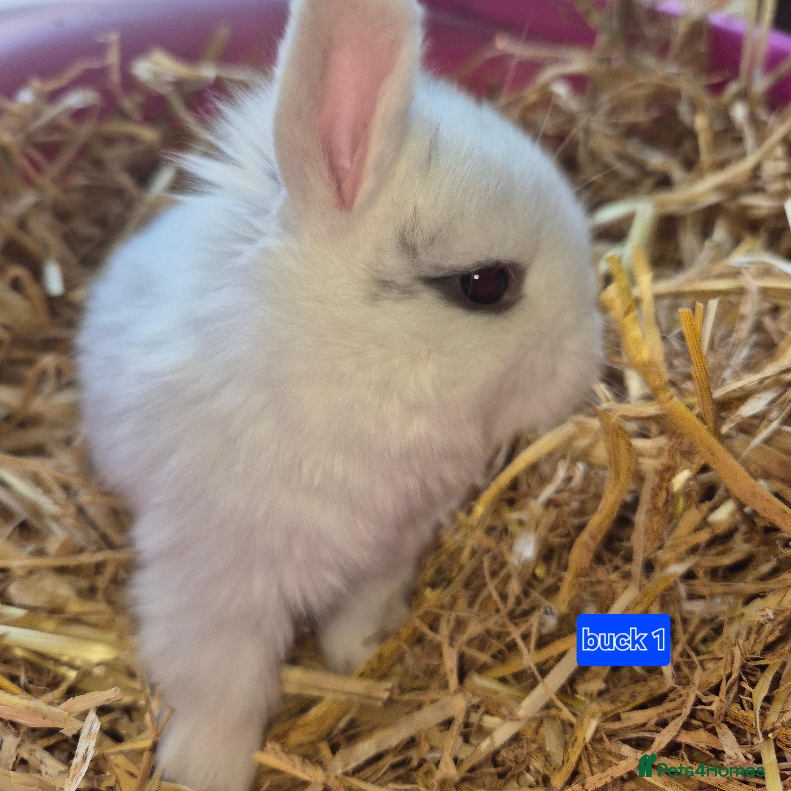 Mini Lop rabbits Beautiful mini lop x Rhinelander kits ready April - Advert 1