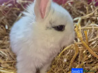 Mini Lop rabbits Beautiful mini lop x Rhinelander kits ready April - Advert 1