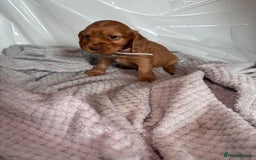 Cocker Spaniel dogs for sale: Pure breed cocker spaniels puppies  - Image 11