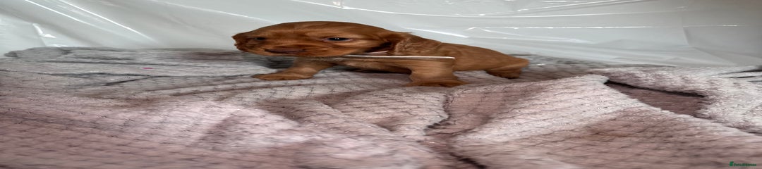 Cocker Spaniel Puppy 10