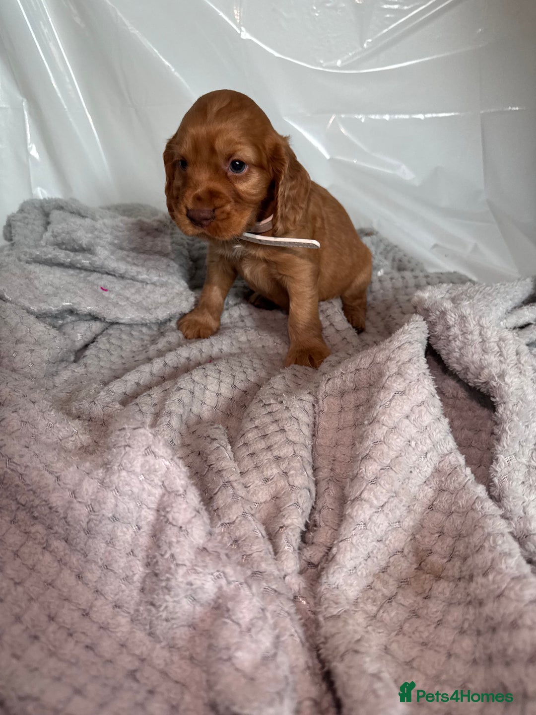 Cocker Spaniel dogs for sale: Pure breed cocker spaniels puppies  - Image 11