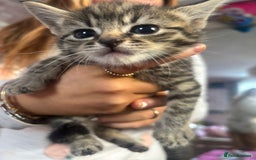 Bengal cats for sale: 3 bengal x cross kittens  - Image 3