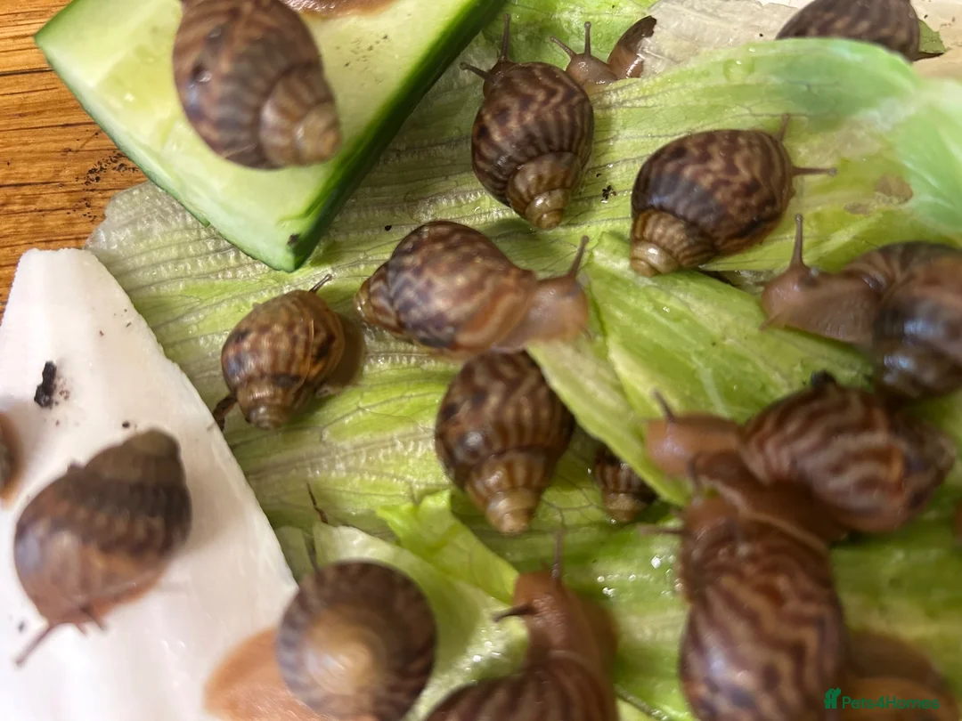 Snails invertebrates for sale: Giant African land snail babies  in London - Advert 2