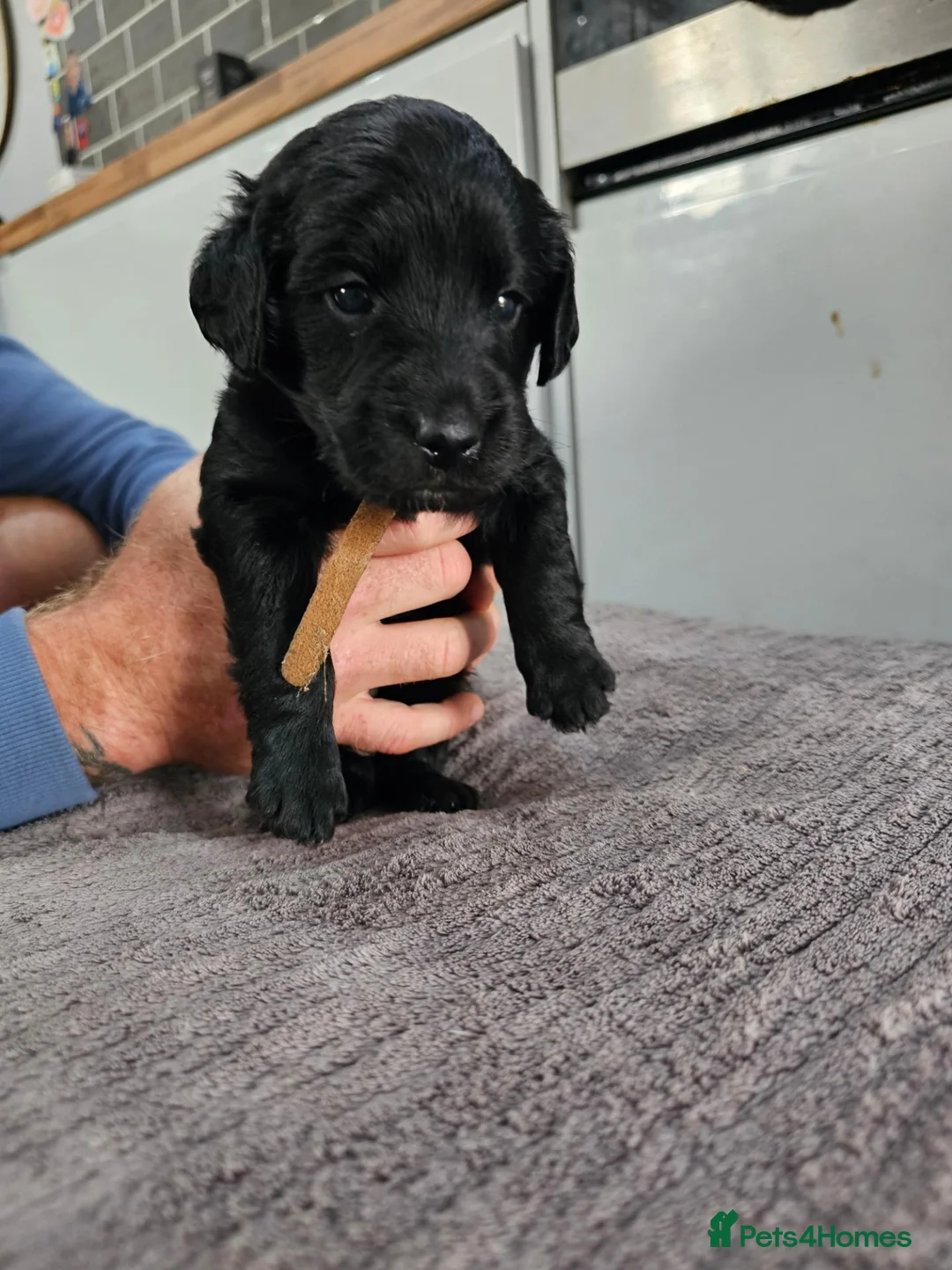 Mixed Breed dogs for sale: 9 beautiful Beagador/minituare poodle puppies - Advert 2