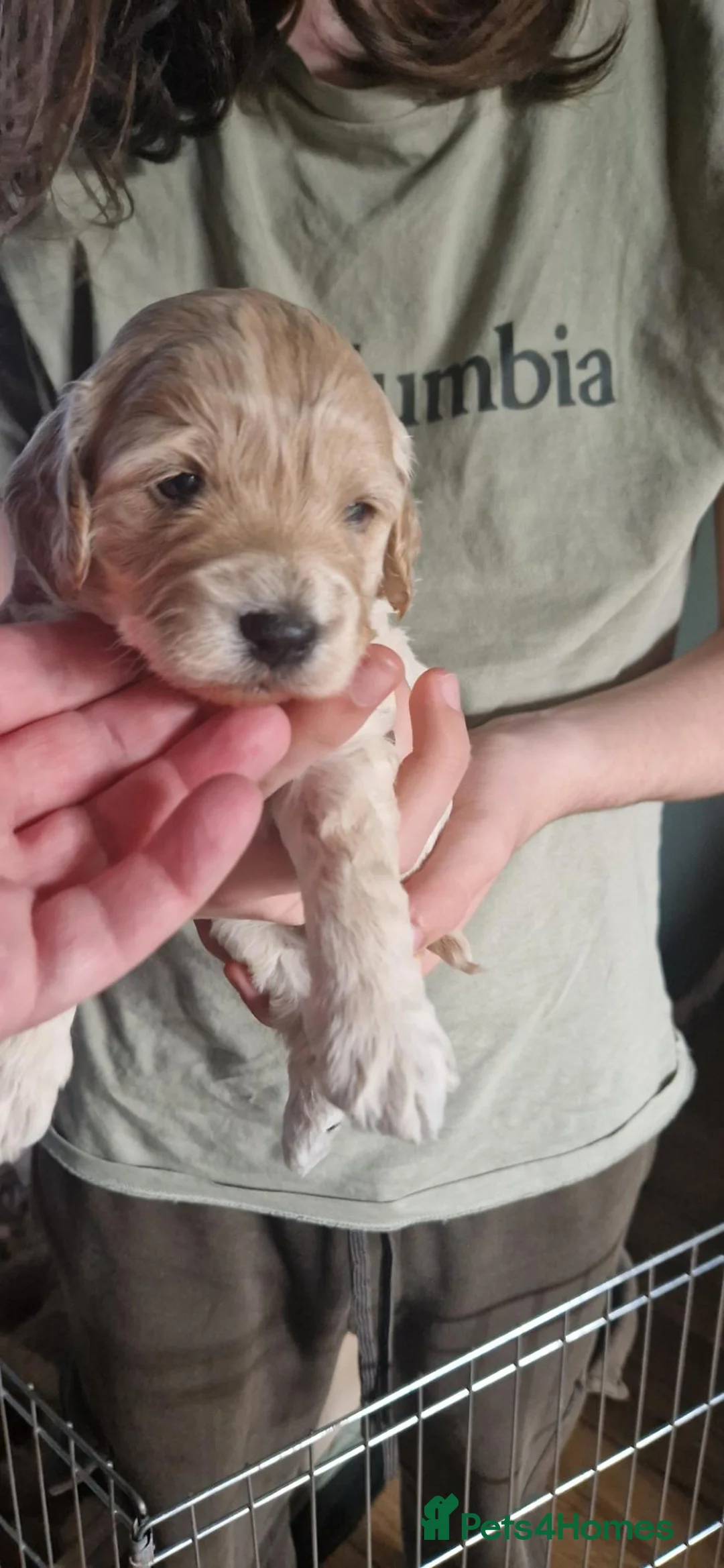 Mixed Breed dogs for sale: ADORABLE DOODLE PUPPIES – TAKING ENQUIRIES NOW!  - Advert 17