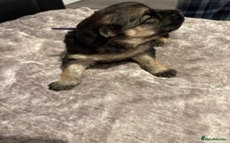 Mixed Breed dogs for sale: Beautiful German shepherd puppies for sale  - Image 8