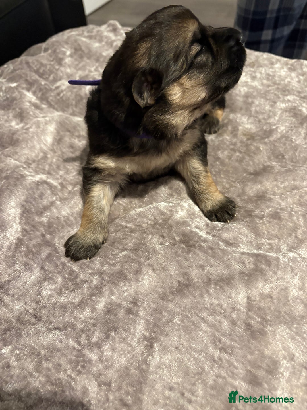 Mixed Breed dogs for sale: Beautiful German shepherd puppies for sale  - Image 8