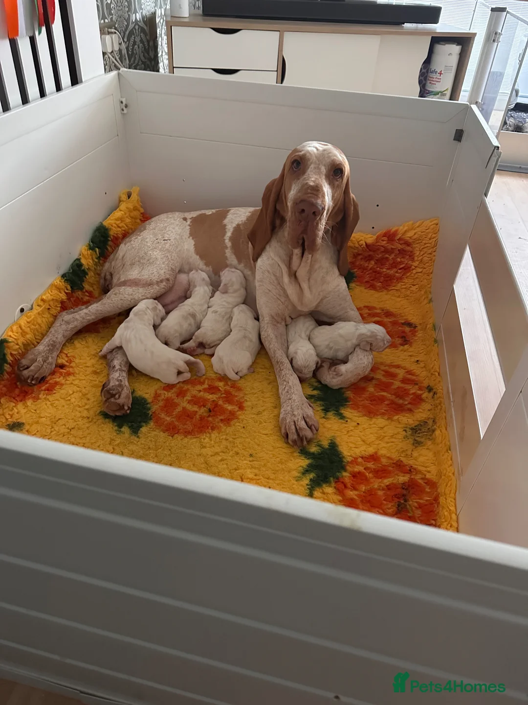 Bracco Italiano dogs for sale: Top breeder 2021,22,22,24,25 ⭐️⭐️⭐️⭐️⭐️ - Advert 2