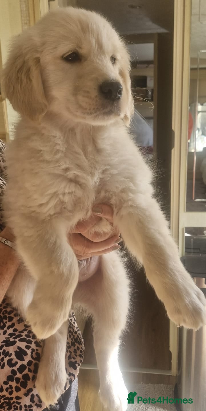 Golden Retriever dogs KC Registered Golden Retreiver Puppies  - Advert 2