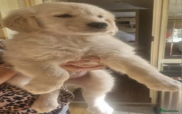 Golden Retriever dogs for sale: KC Registered Golden Retreiver Puppies  - Image 2
