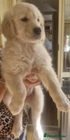 Golden Retriever dogs - Advert 9