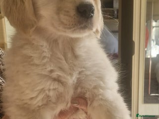 Golden Retriever dogs KC Registered Golden Retreiver Puppies - Advert 3