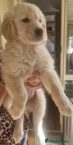 Golden Retriever dogs KC Registered Golden Retreiver Puppies - Advert 1