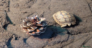 Tortoise reptiles - Advert 14