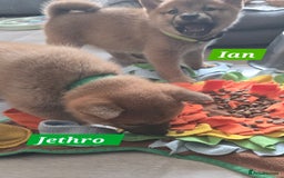 Japanese Shiba Inu dogs for sale: Beautiful Shiba - Image 16