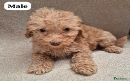 Cockapoo dogs for sale: Gorgeous F1b cockapoos - Image 2