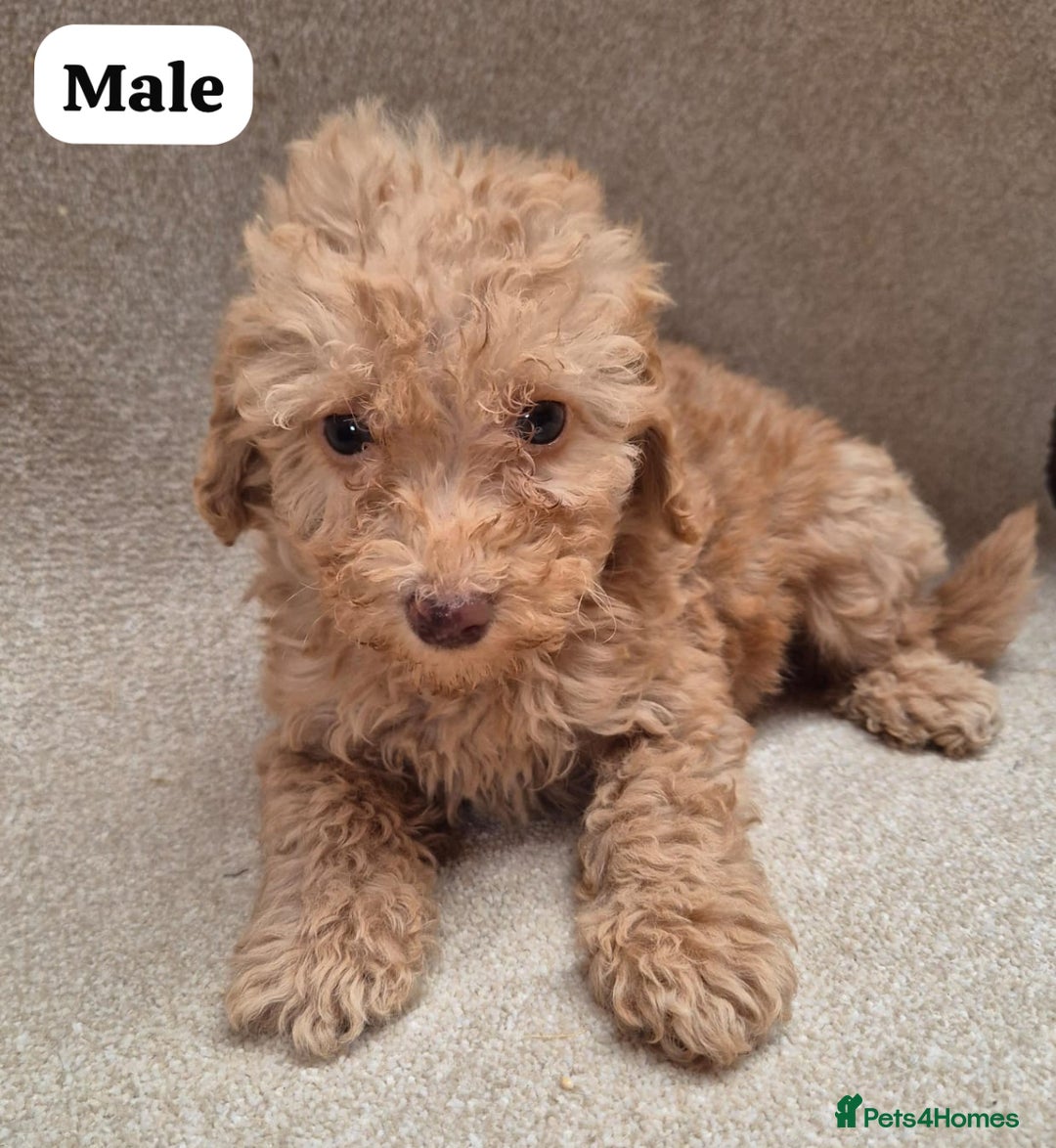 Cockapoo dogs for sale: Gorgeous F1b cockapoos - Image 2