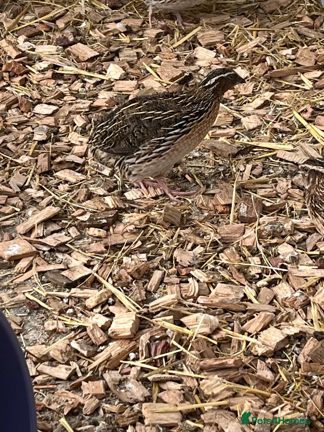 Quail poultry for sale: Male coturnix quail in Leeds - Advert 2