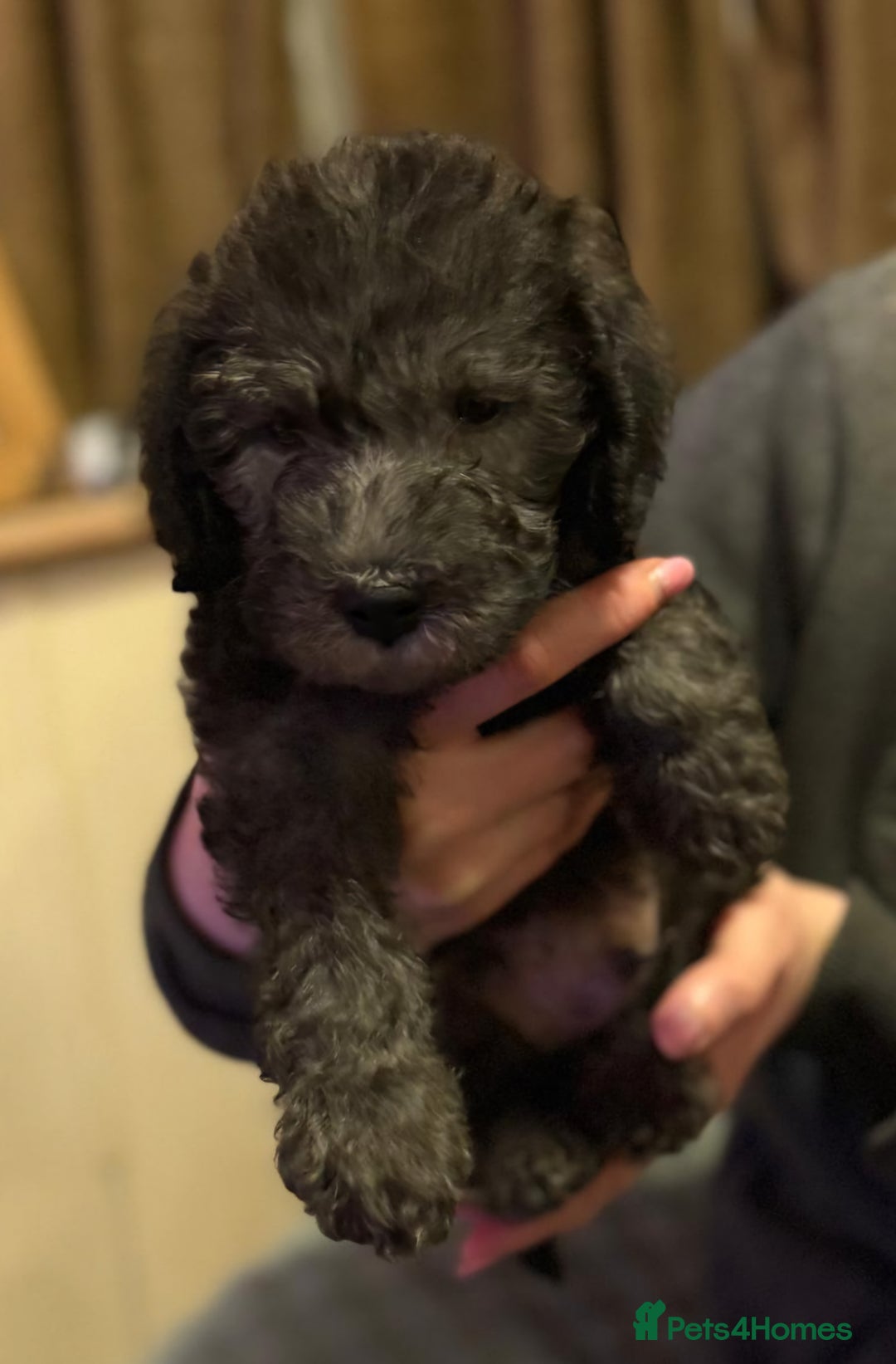 Bedlington Terrier dogs for sale: Champion Sired KC Reg Bedlington Terrier Puppies  - Advert 2