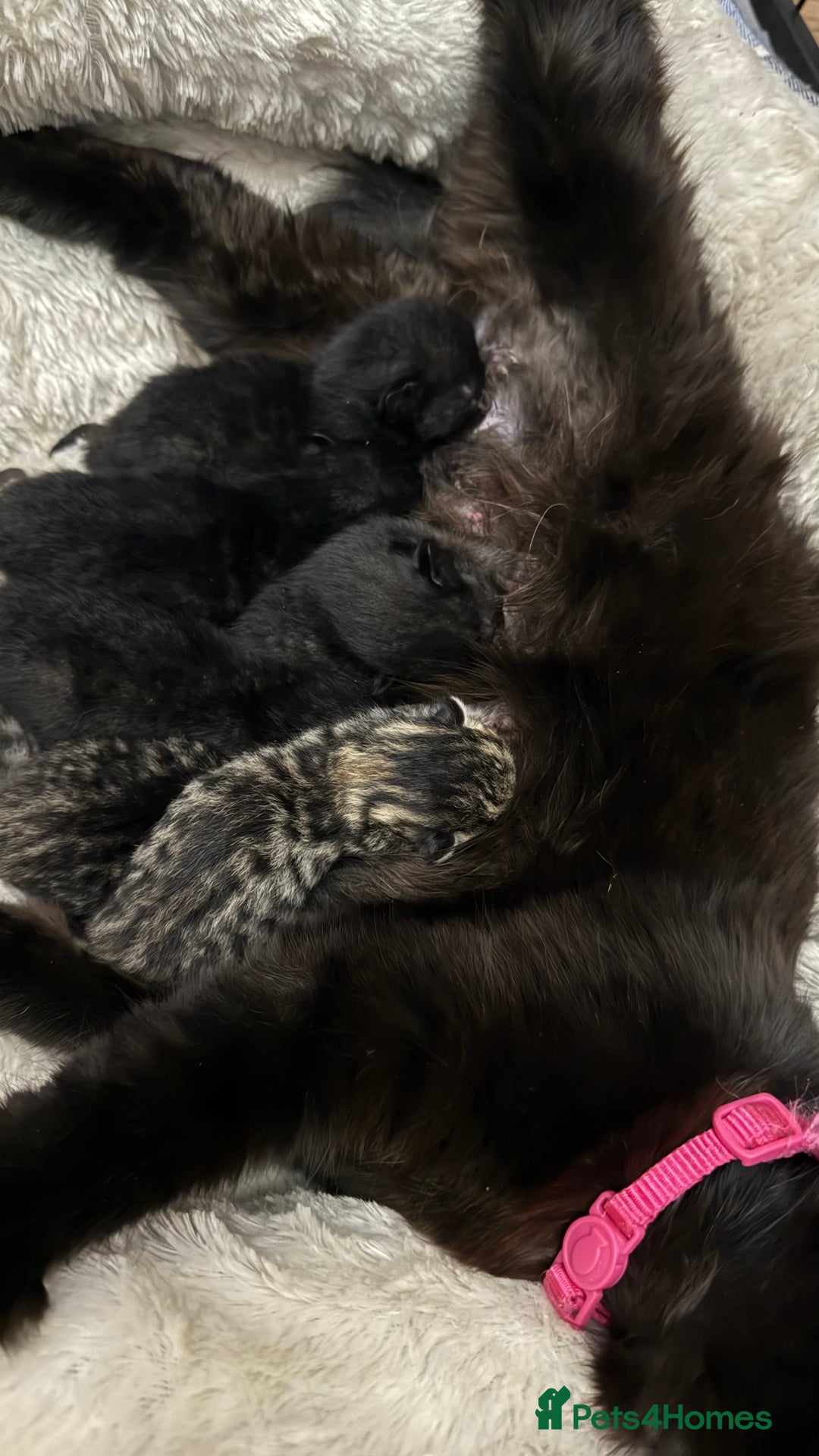 British Shorthair cats for sale: Black male kittens  - Image 3