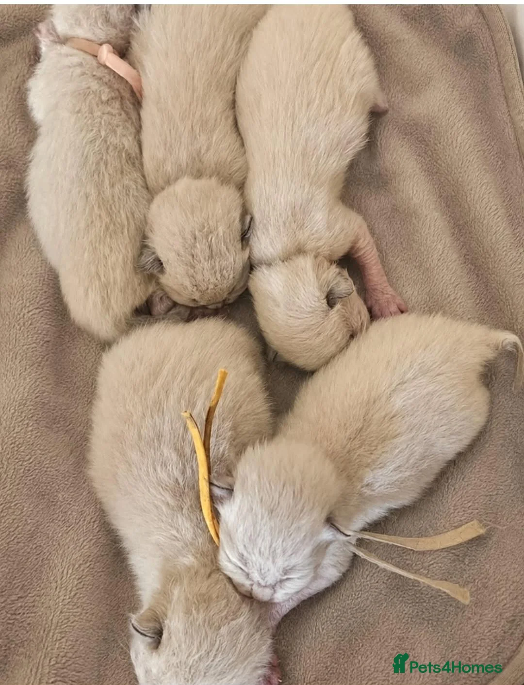 Ragdoll cats for sale: Tica registered ragdoll stud for sale - Advert 19