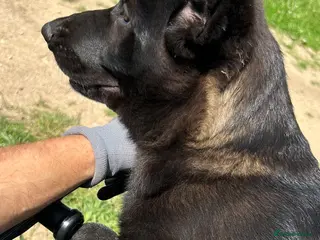 German Shepherd dogs Two Female German Shepherd Puppies Ready Now - Advert 3