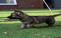 German Shepherd dogs for sale: German Shepherd Puppies, Ready to leave next week - Image 35
